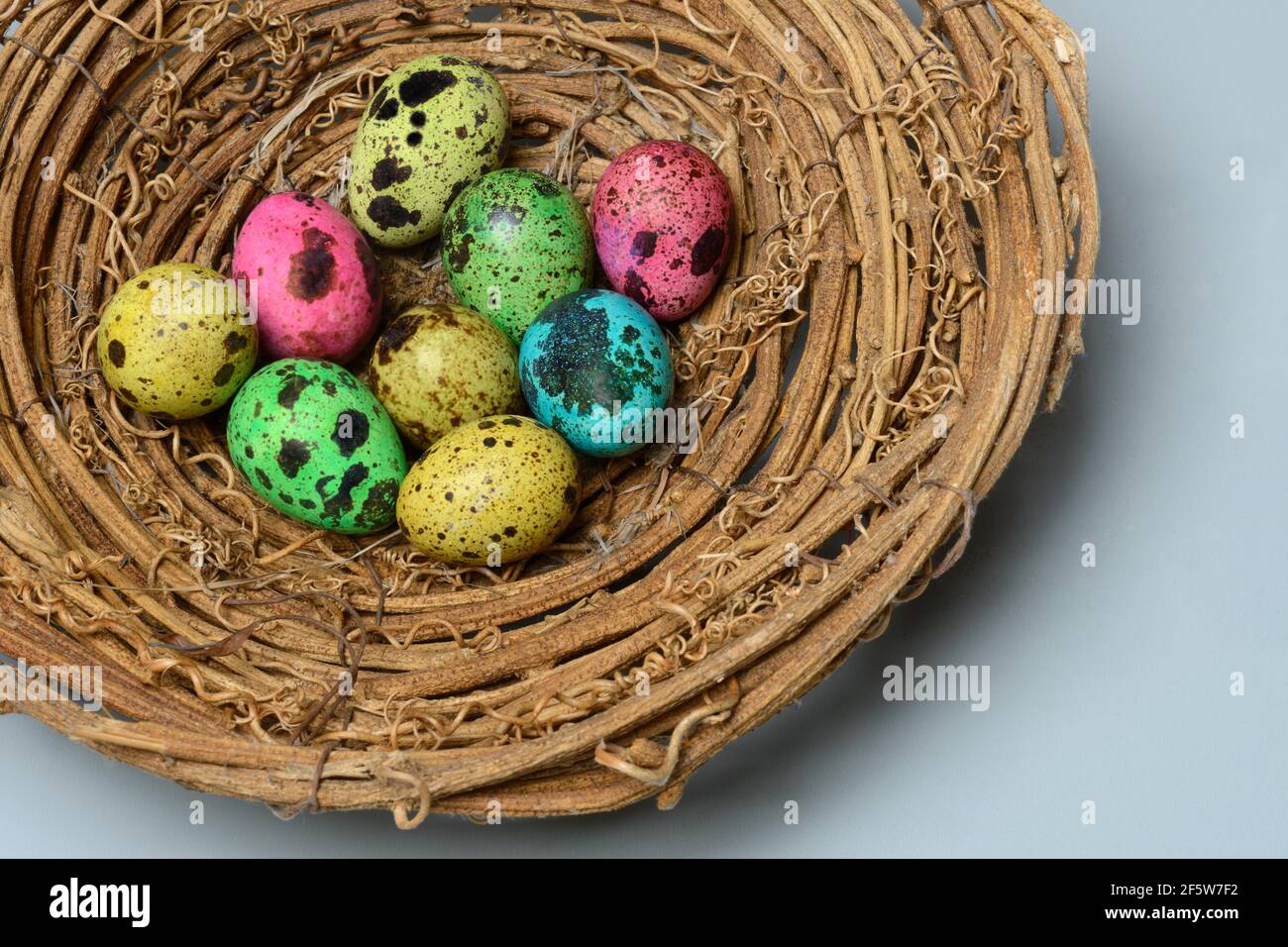 Colored quail eggs in nest, Easter eggs, Germany Stock Photo