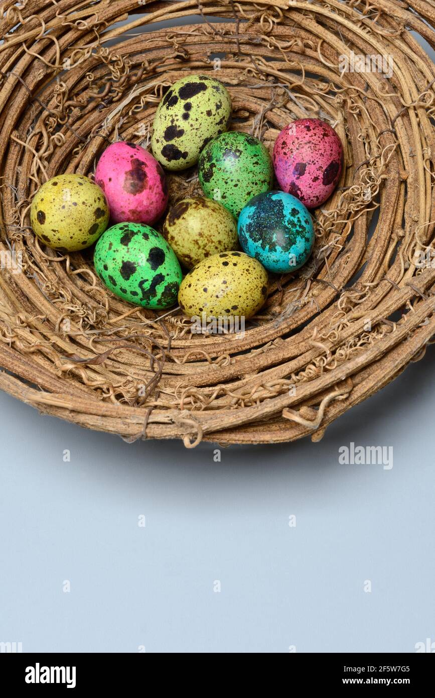 Coloured quail eggs in nest, Easter eggs Stock Photo