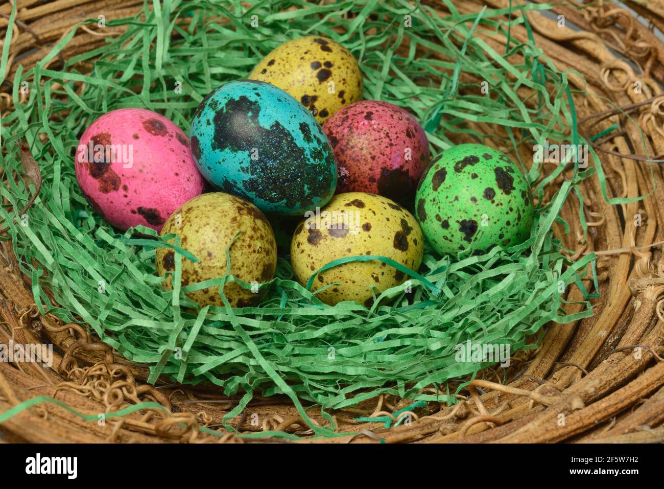 Coloured quail eggs in nest, Easter eggs Stock Photo