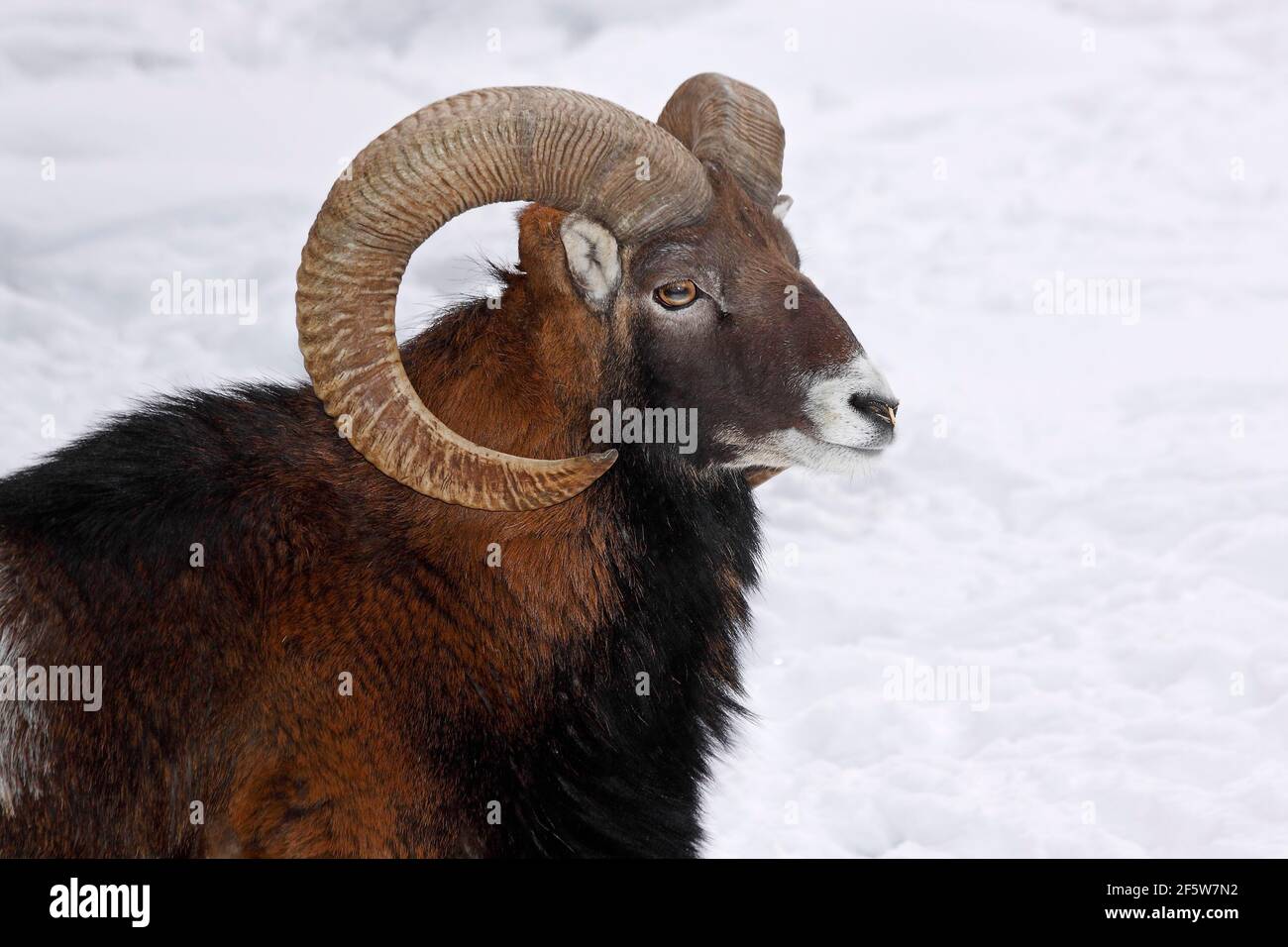 Mouflon (Ovis ammon musimon), ram in winter in the snow, animal portrait, captive, Germany Stock Photo