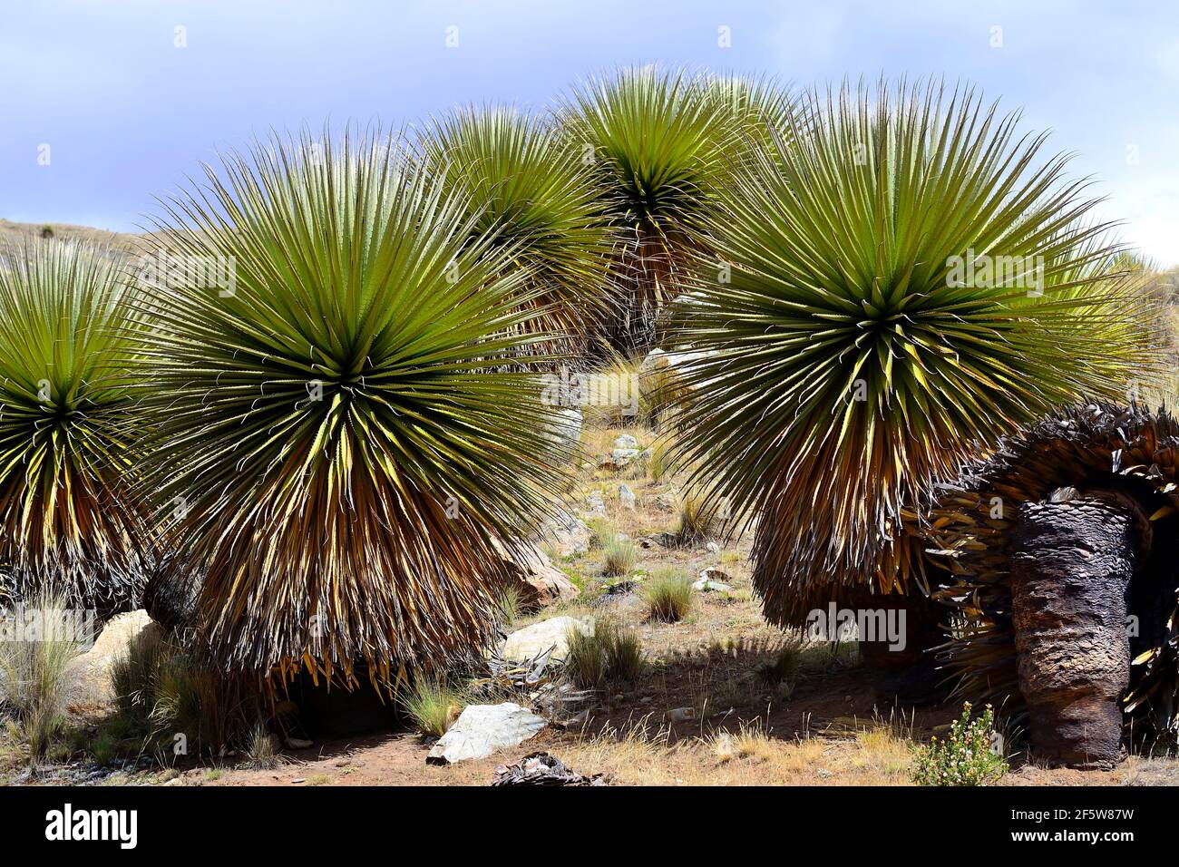 Puya raimondii, also giant bromeliad, Cordillera Blanca, Recuay Province, Peru Stock Photo