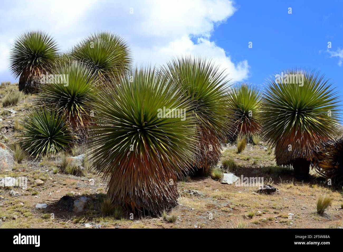 Puya raimondii, also giant bromeliad, Cordillera Blanca, Recuay Province, Peru Stock Photo