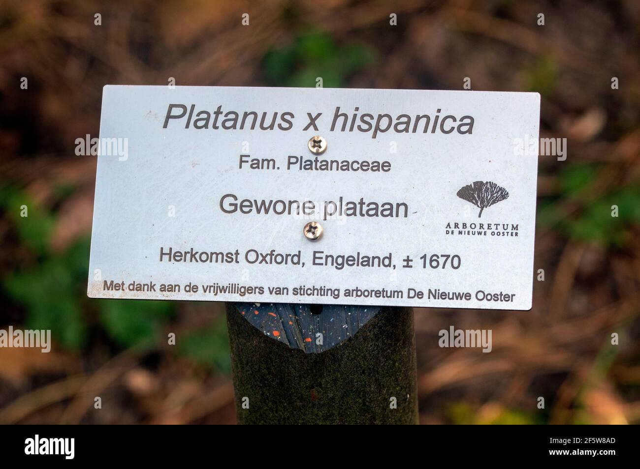 Sign Platanus Hispanica Tree At The Nieuwe Ooster Cemetery At Amsterdam The Netherlands 26-3-2021 Stock Photo