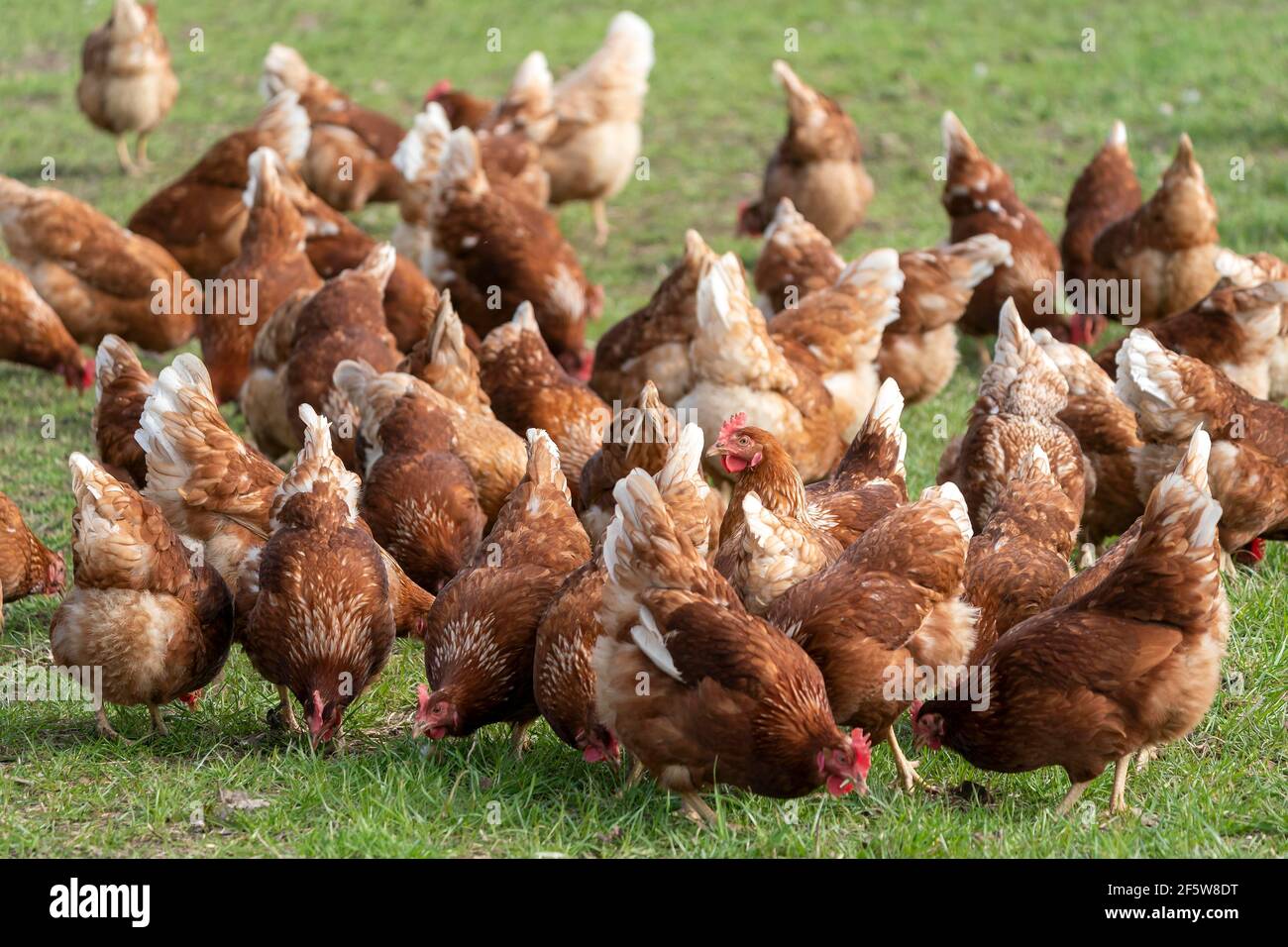 Domestic fowl, free-range chickens in a meadow, Germany Stock Photo
