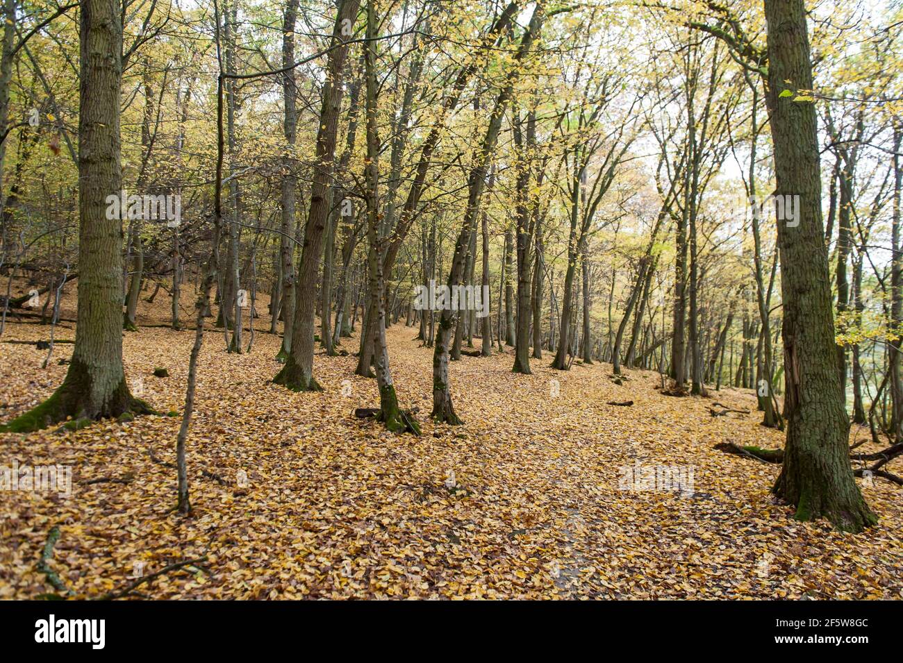 Yellow carpet of leaves, foliage colouring, oak-hornbeam forest (Carpinus betulus) in autumn, sessile oak (Quercus petraea) and hornbeam, mixed Stock Photo