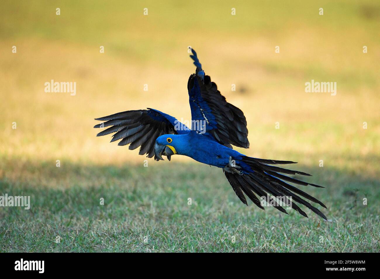 Hyacinth macaw (Anodorhynchus hyacinthinus), flying, Mato Grosso du Sul, Brazil Stock Photo