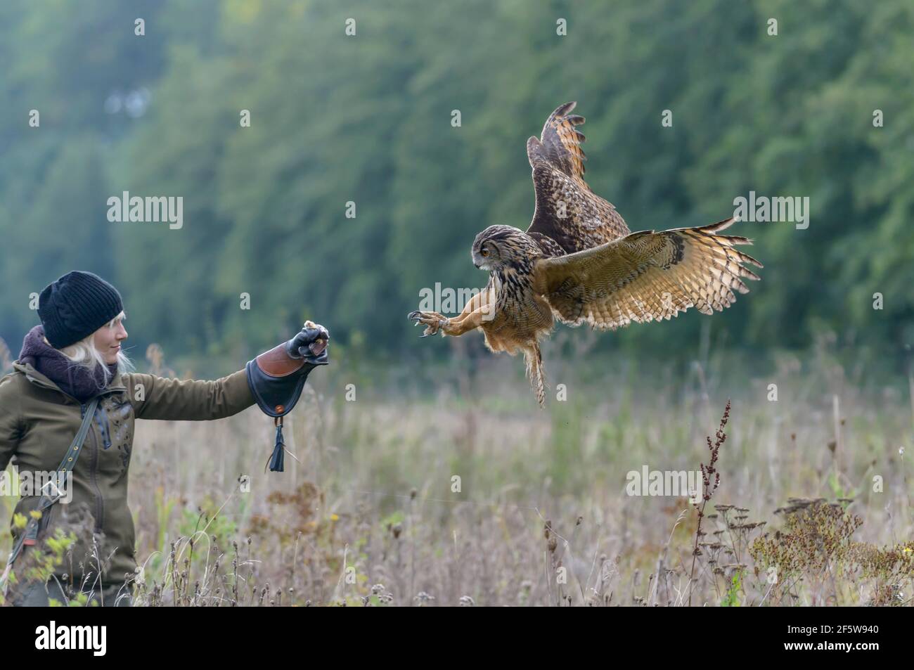 Female falconer with eagle owl (Bubo bubo), falconer, Germany Stock Photo