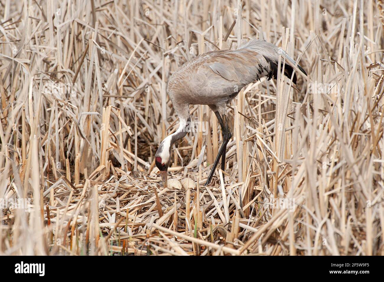Crane (Grus grus) at breeding site in reeds, Masuria, Poland Stock Photo