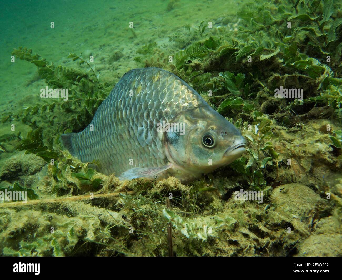Prussian carp (Carassius auratus gibelio Stock Photo Alamy