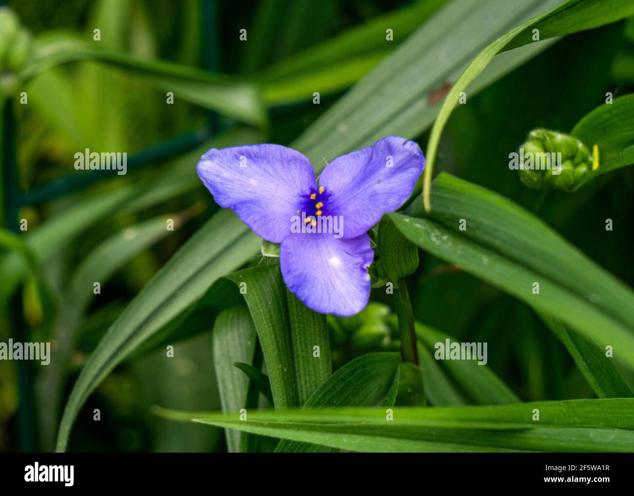Beautiful blue Ohio Tradescantia flower among green leaves. Stock Photo