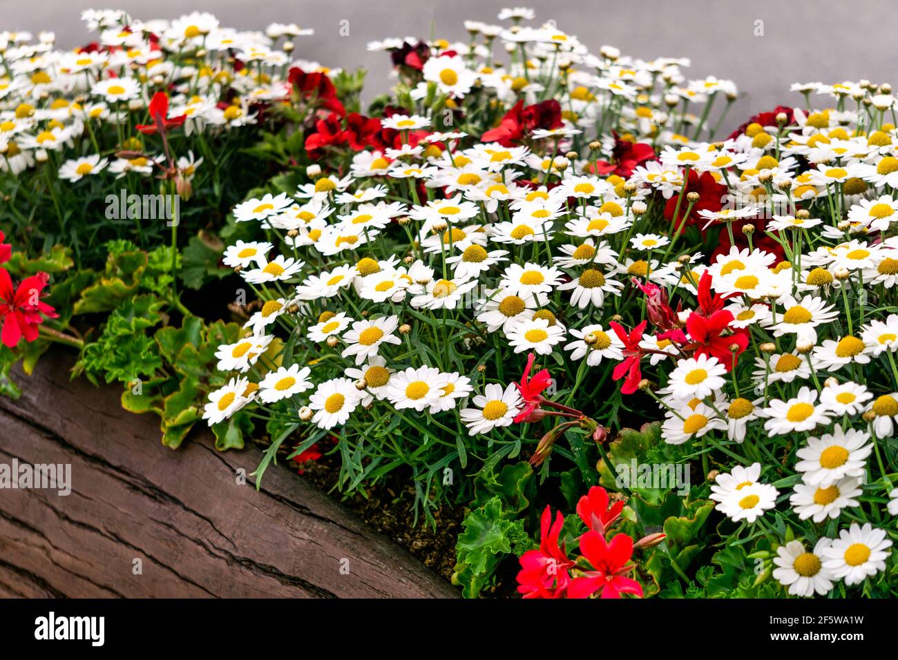 White daisies together with red geraniums are planted in a wooden tub. Stock Photo