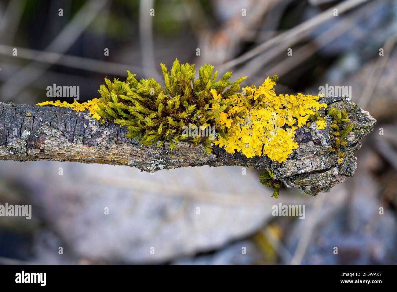 Close-up of moss and common yellow lichen growing on a tree branch in the forests on a warm spring morning Stock Photo