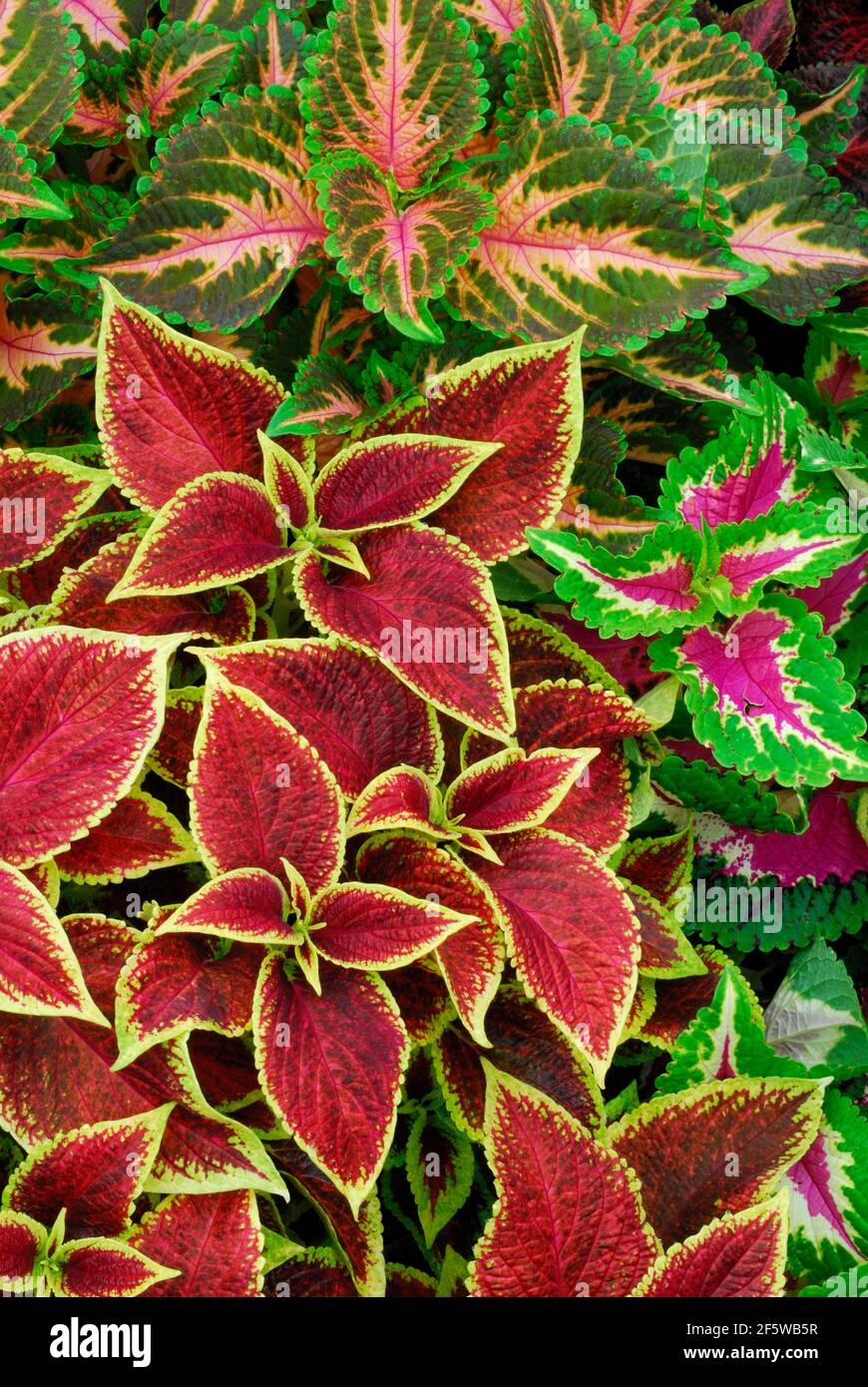 Coleus nettle (Solenostemon scutellarioides) Leaf, leaves, plants, garden plants, Lamiaceae (Lamiaceae) Labiatae, ornamental plants, colourful Stock Photo