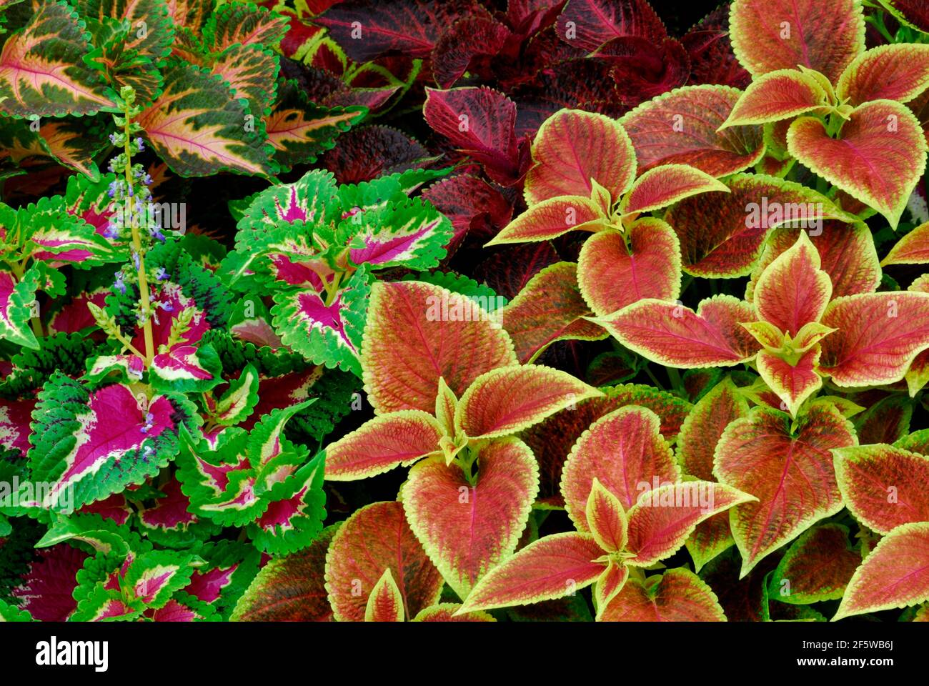 Coleus nettle (Solenostemon scutellarioides) Leaf, leaves, plants, garden plants, Lamiaceae (Lamiaceae) Labiatae, ornamental plants, colourful Stock Photo