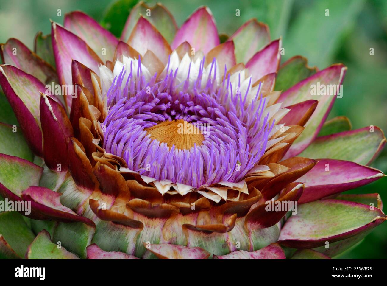 Artichoke (Cynara scolymus) , Variety Green from Laon, Green from Laon Stock Photo