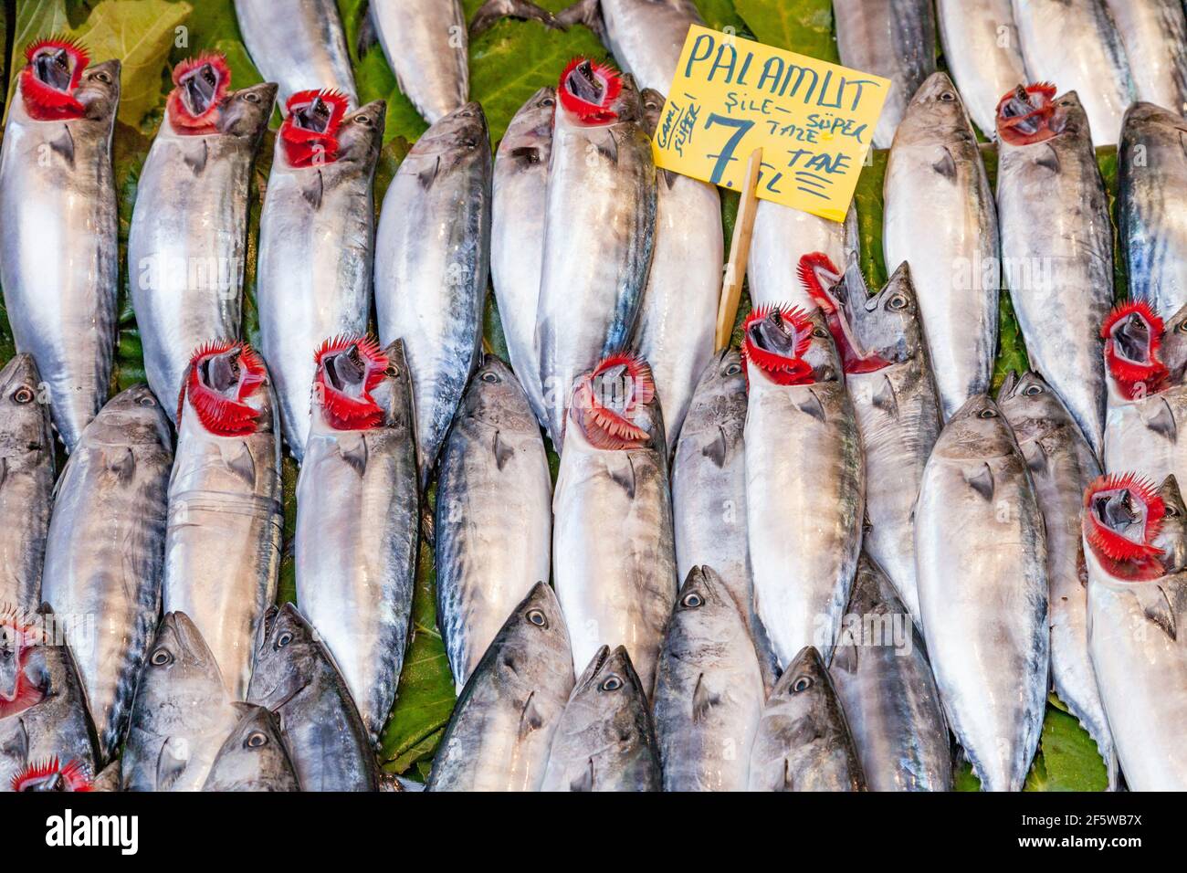 Fresh Bonito or Palamut fish on display in a fish market in Istanbul -  Seafood Fish Background Stock Photo - Alamy