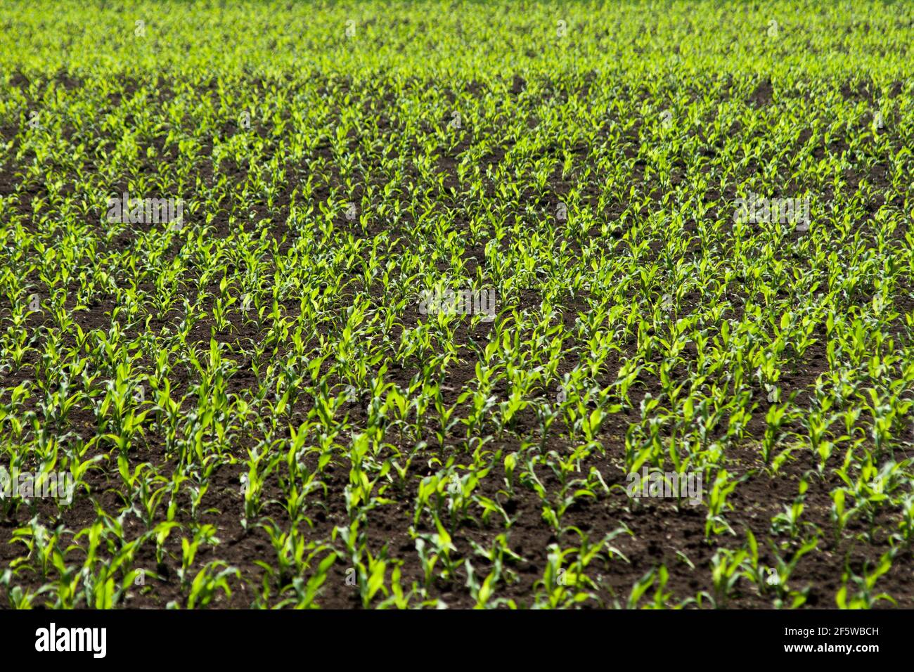 Young shoots green corn hi-res stock photography and images - Alamy