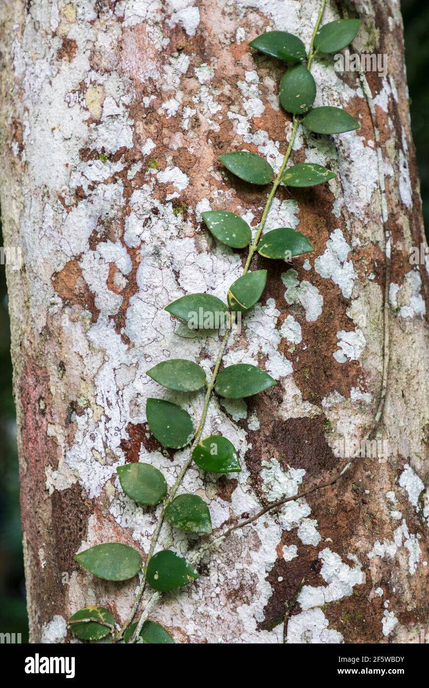 Epiphyte on tree with lichens in rainforest, Mulu, Malaysia Stock Photo