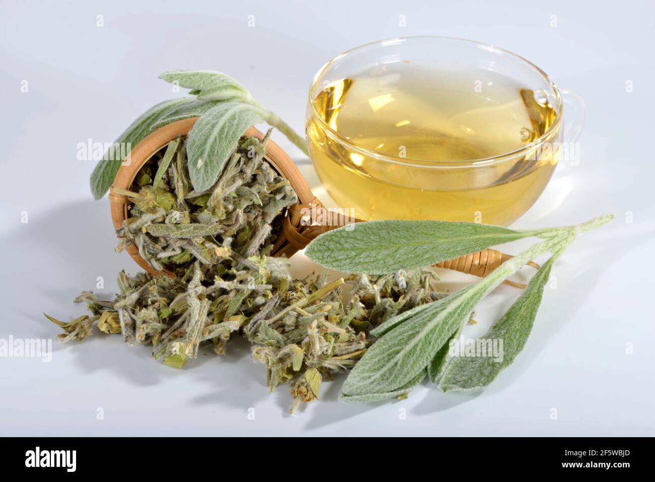 Greek mountain tea (Sideritis syriaca Stock Photo Alamy