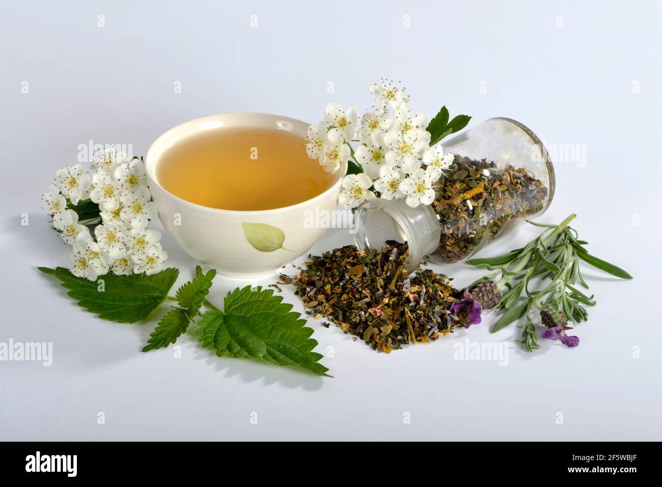 Cardiovascular tea, mistletoe leaves, hawthorn leaves, stinging nettle, valerian, hibiscus flower, lavender (Viscum album) (Crataegus monogyna) Stock Photo