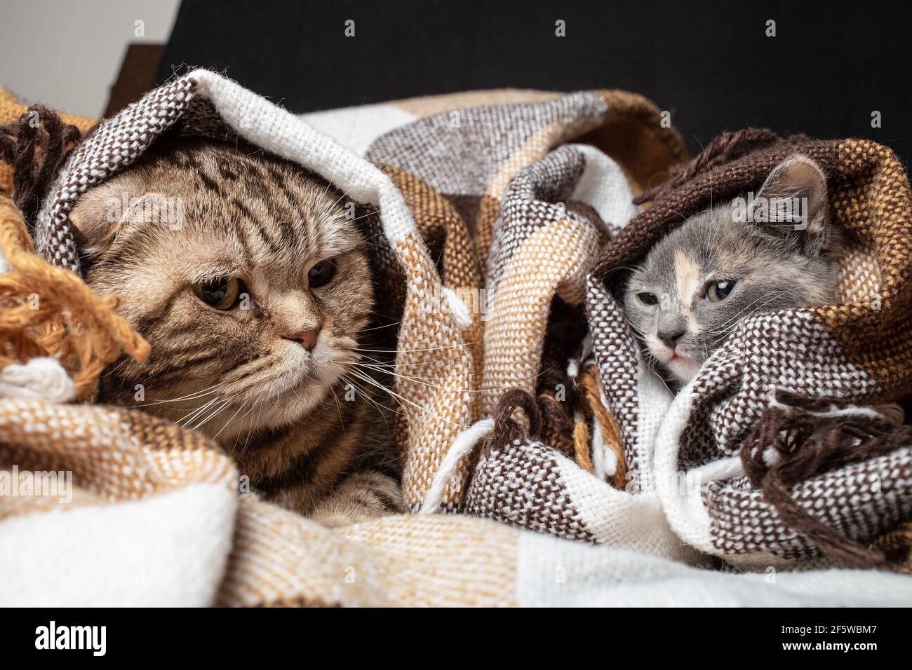 Funny Scottish Fold cat and mestizo kitten are hiding in a plaid blanket.  Stock Photo