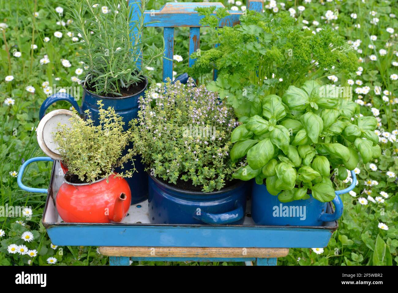 Various herbs in old bowls and cups, parsley (Petroselinum crispum), rosemary, cress, basil (Ocimum basilicum), thyme (Lepidium sativum) (Thymus Stock Photo
