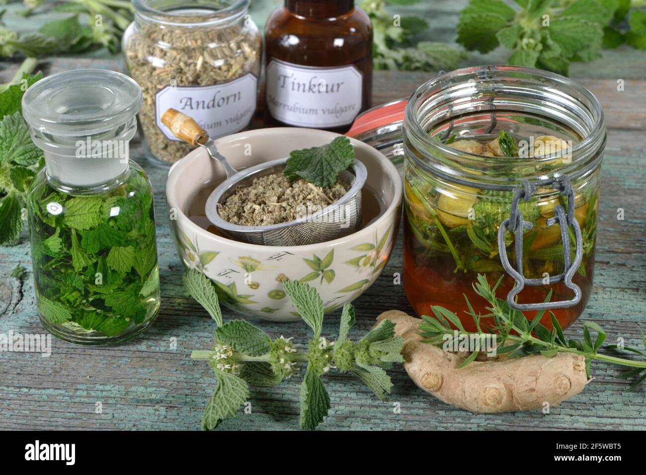 Andorn tea, white andorn, common andorn (Marrubium vulgare), butterwort, white dorant, andorn tincture, andorn honey Stock Photo