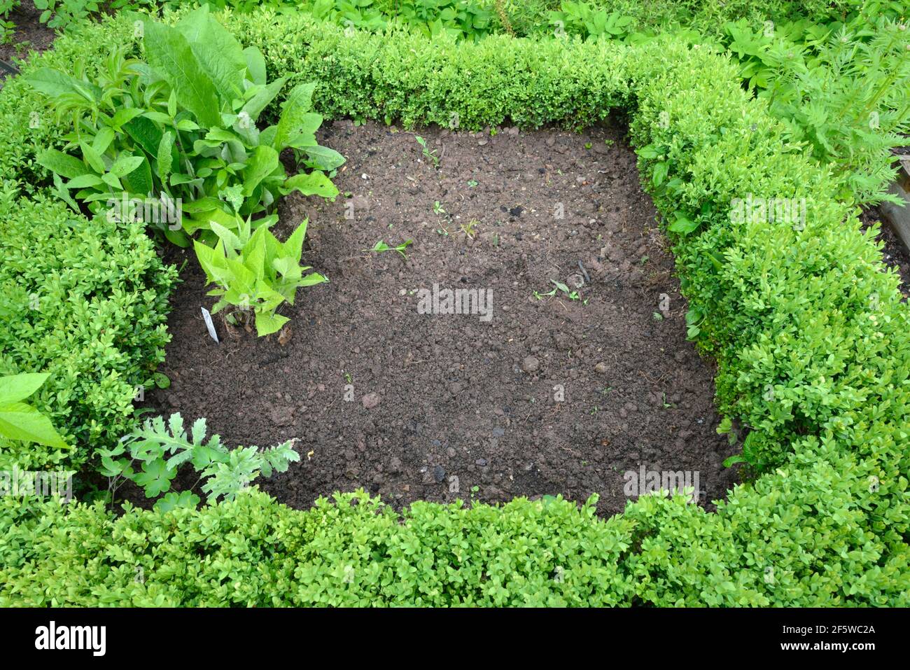 Planting mint with root barrier Stock Photo Alamy