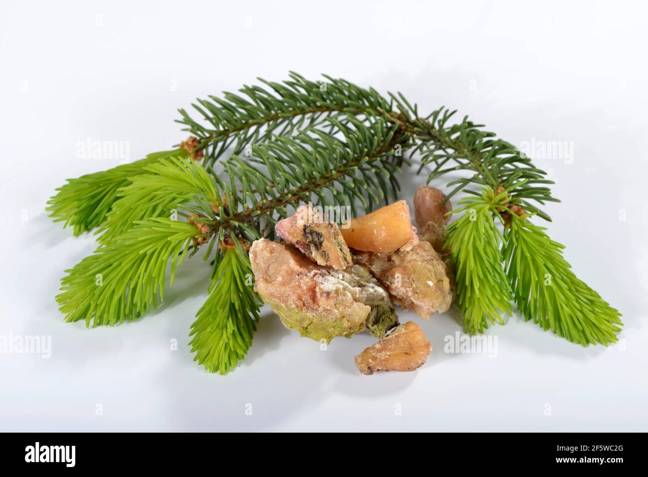 Spruce, spruce resin, spruce branches (Picea abies) Stock Photo
