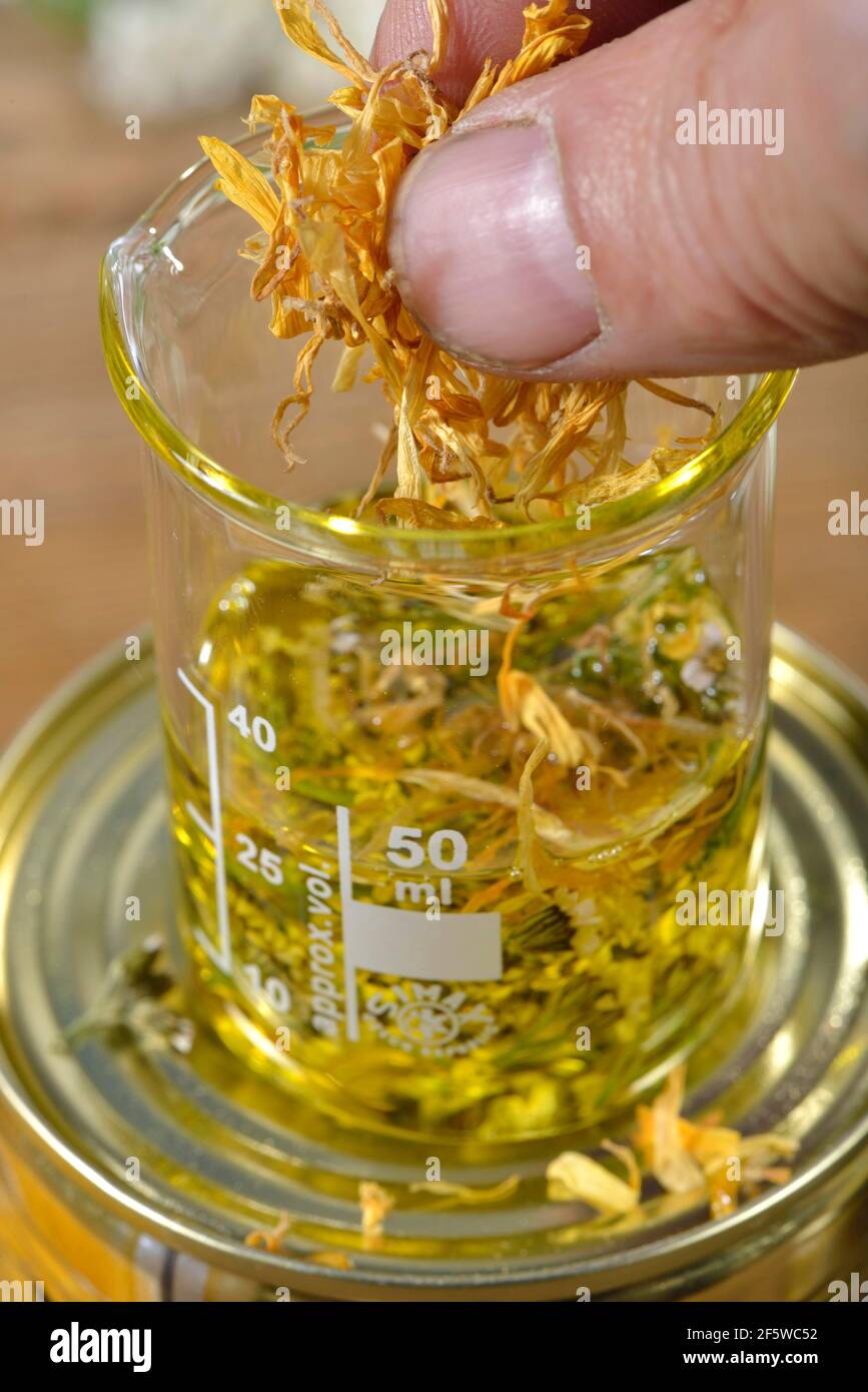 Production Yarrow and marigold ointment (Calendula officinalis) Yarrow, marigold (Achillea millefolium) (Millefolii flos) Stock Photo