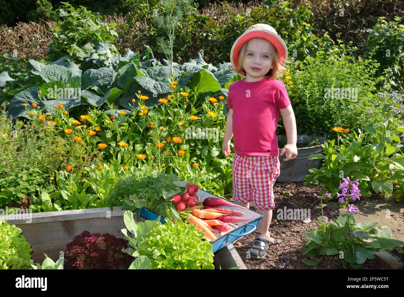 Girl in the vegetable garden Stock Photo