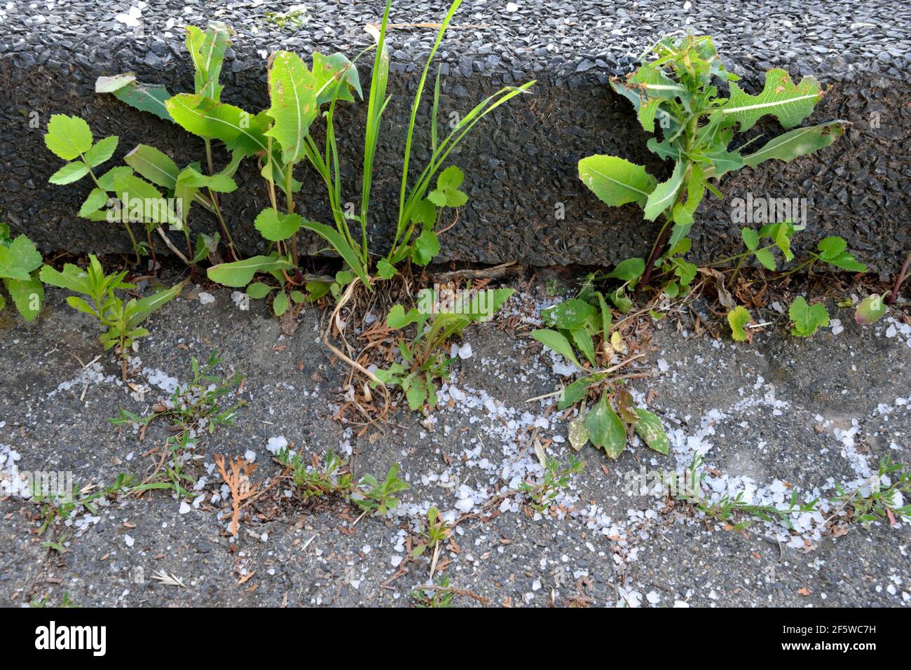 Weed control with road salt, weeds Stock Photo