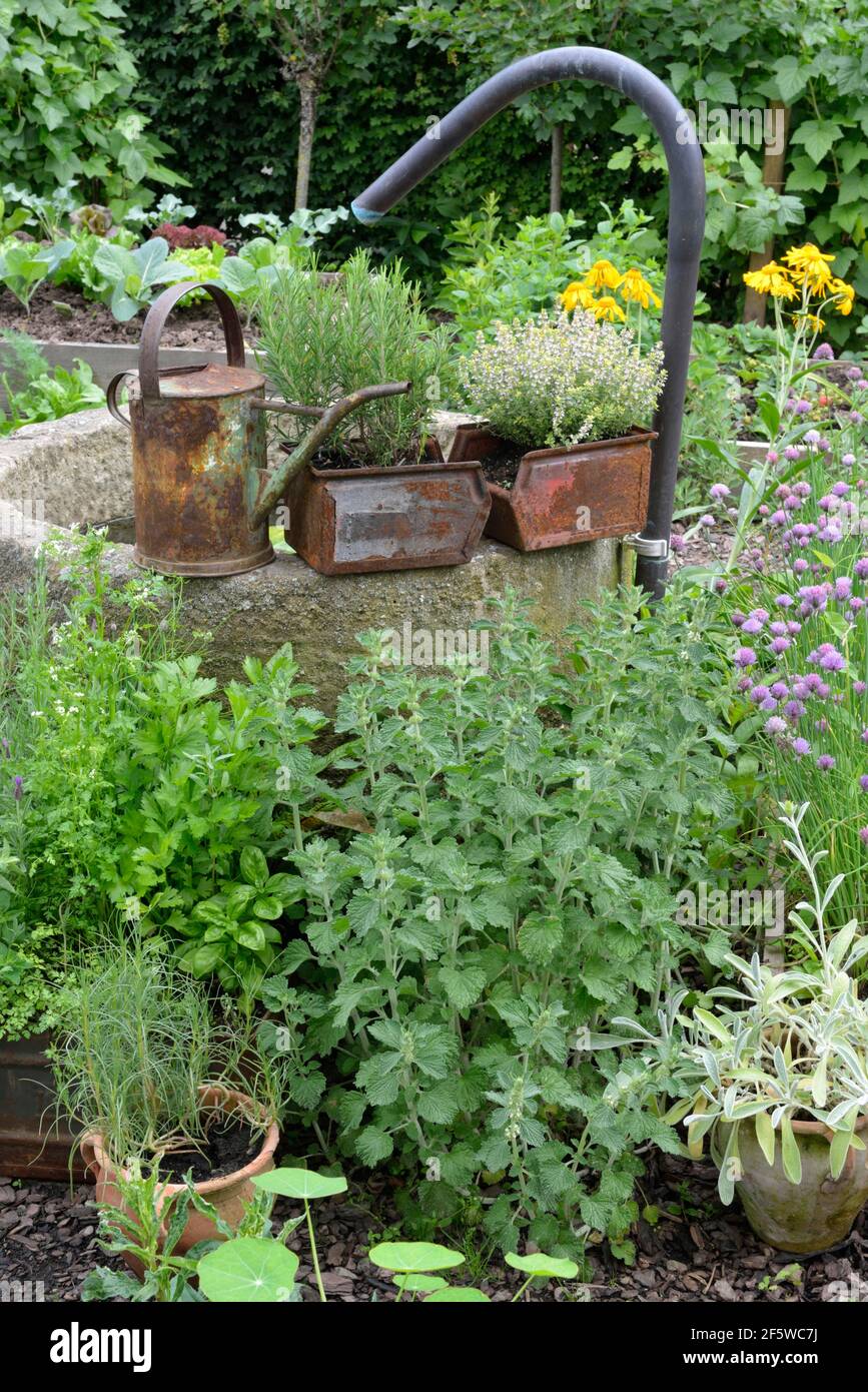 Vegetable and herb garden, chives (Allium schoenoprasum), andorn, Greek mountain tea, thyme (Marrubium vulgare) (Sideritis scardica) Stock Photo