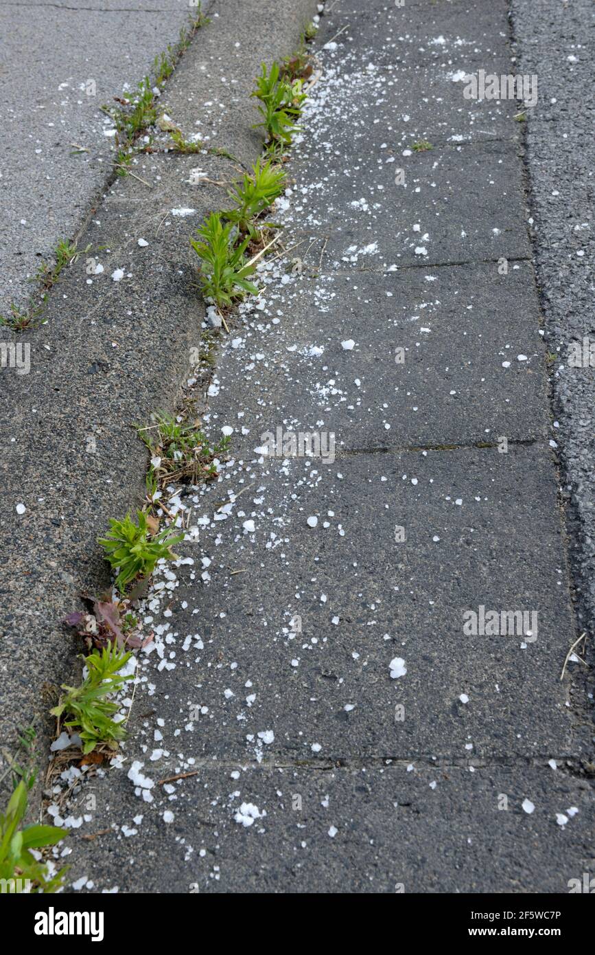 Weed control with road salt, weeds Stock Photo