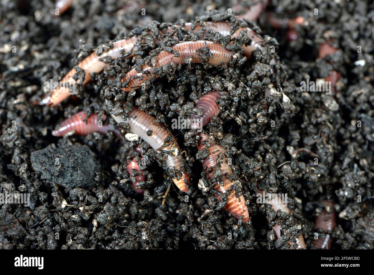 Giant Redworms, Redworms Stock Photo Alamy