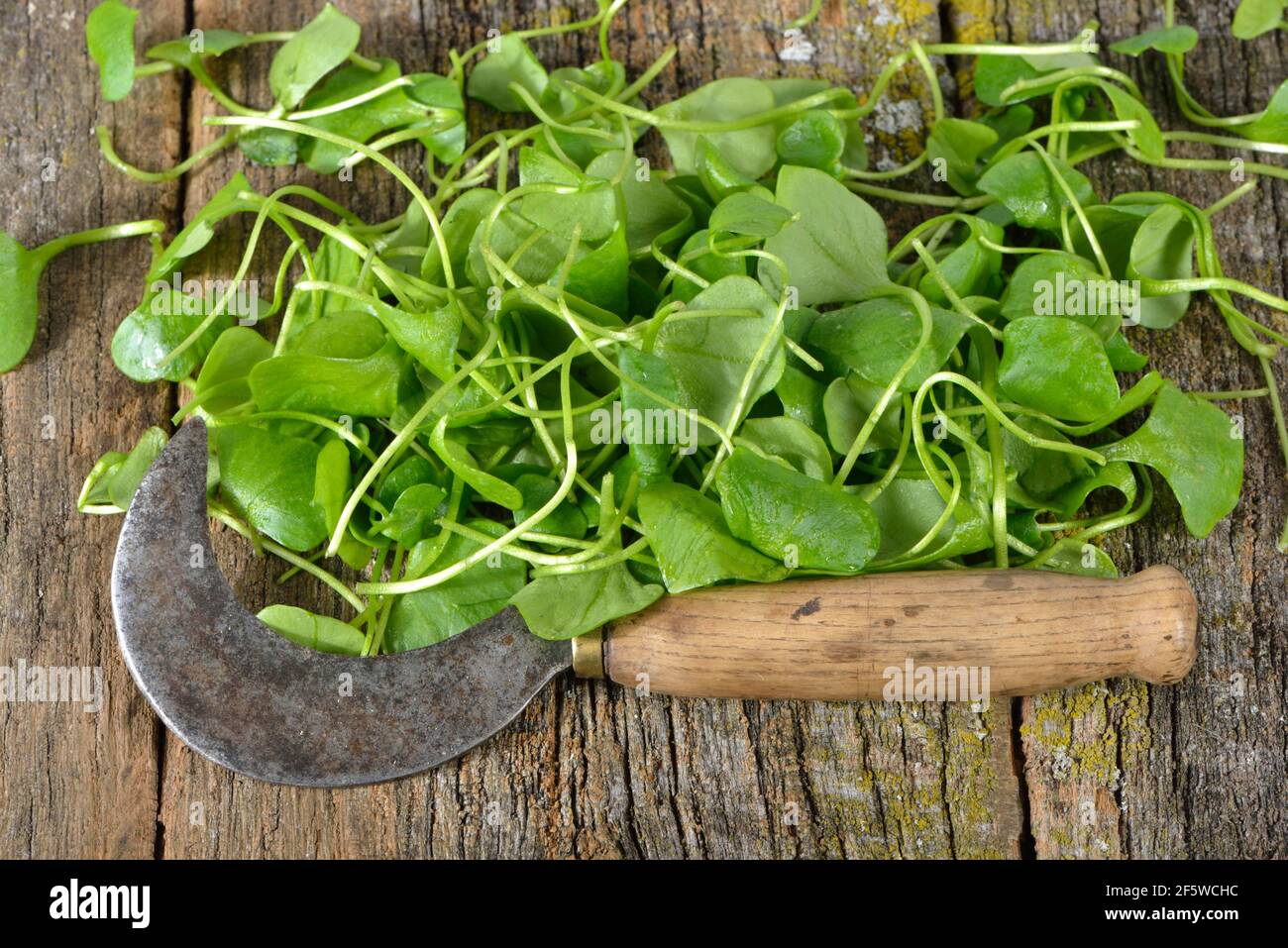 Winter purslane, common plate herb, Cuban spinach, Postelein, miner's lettuceelein (Claytonia perfoliata) Stock Photo
