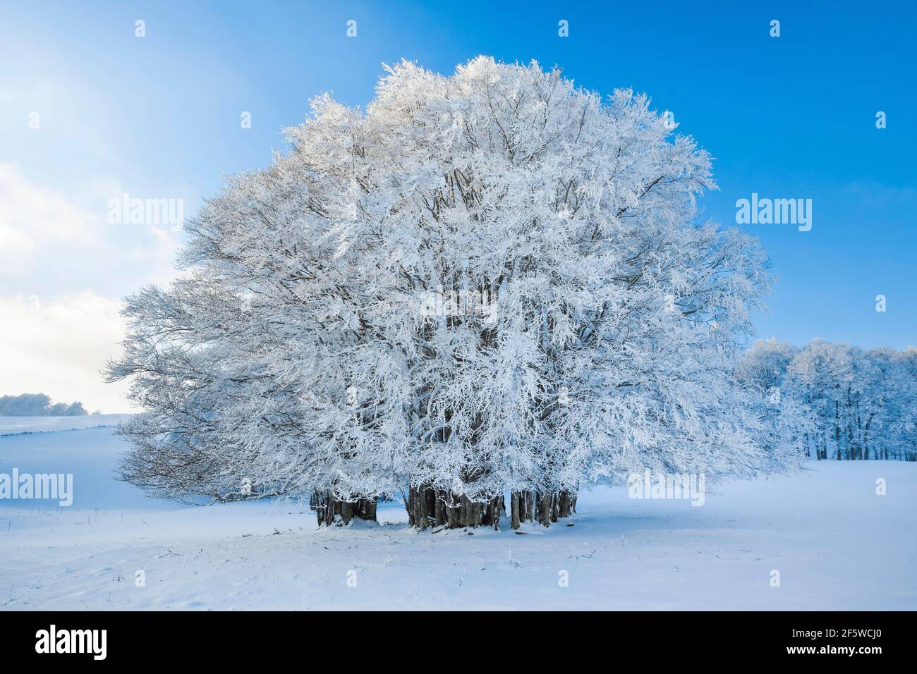 Huge beech tree covered with deep snow under blue sky in Neuchatel Jura, Switzerland Stock Photo