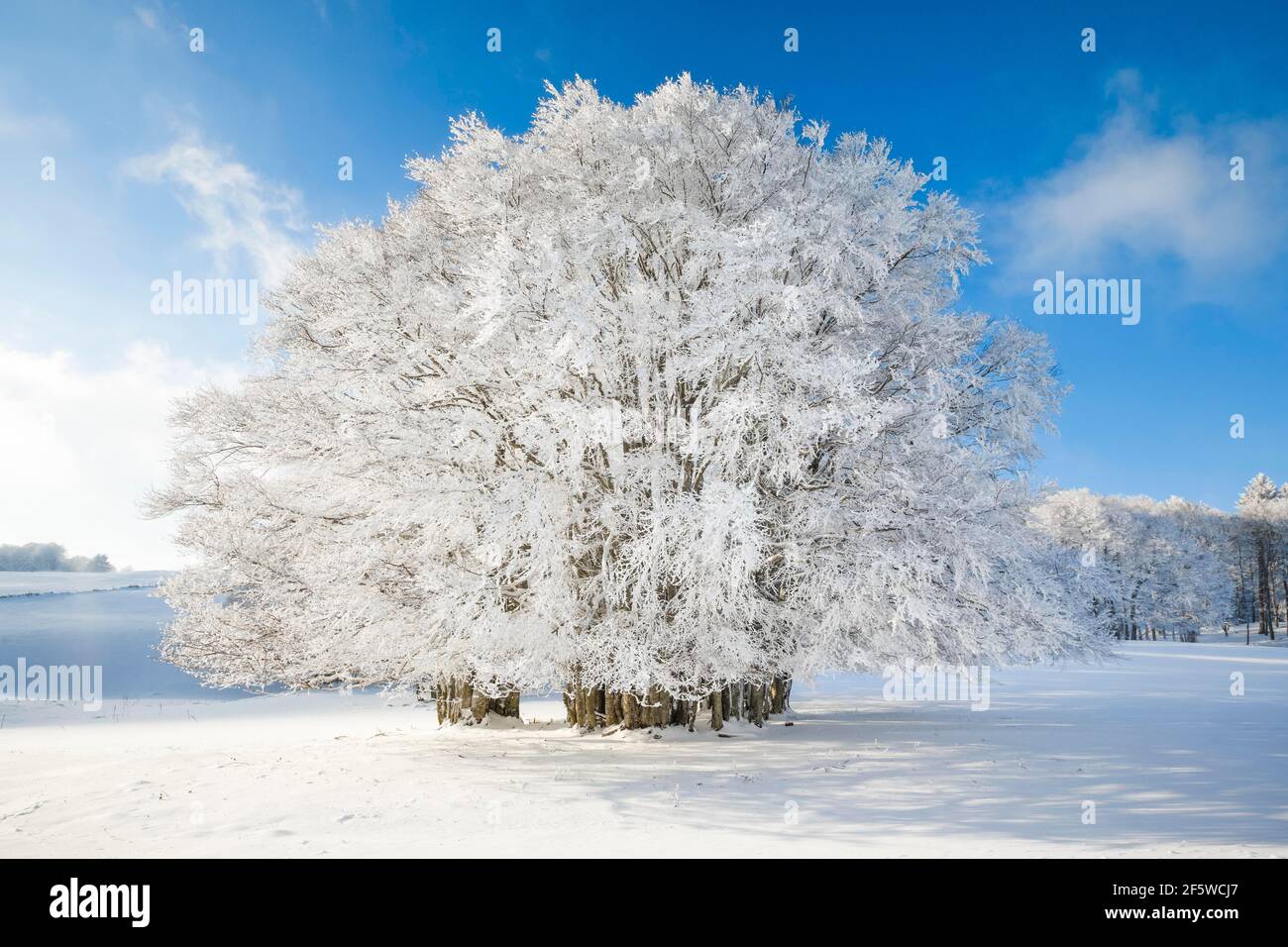 Huge beech tree covered with deep snow under blue sky in Neuchatel Jura, Switzerland Stock Photo