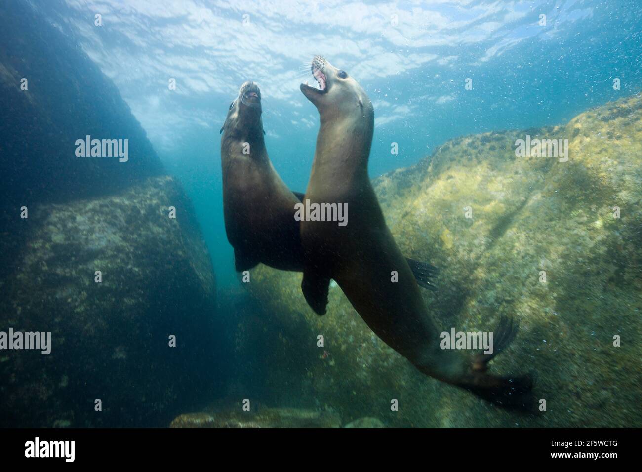 California sea lions (Zalophus californianus), Cabo Pulmo National Park ...