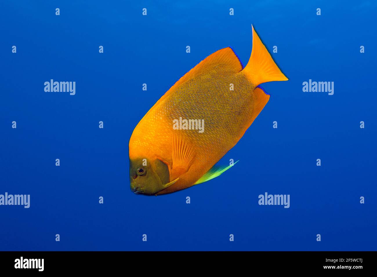 Clarion Angelfish (Holacanthus clarionensis), San Benedicto ...