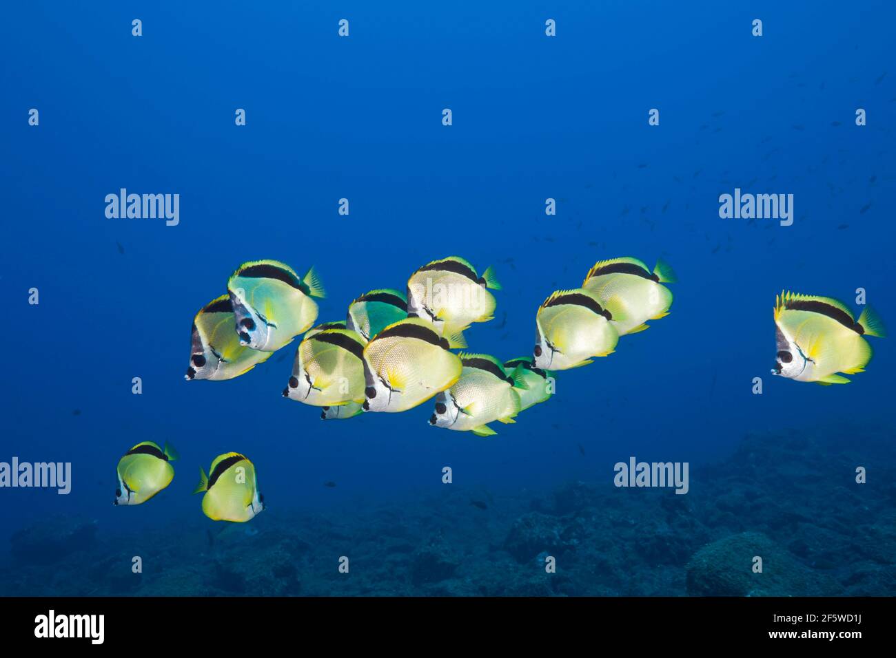 Shoal of Barberfish (Johnrandallia nigrirostris), San Benedicto ...