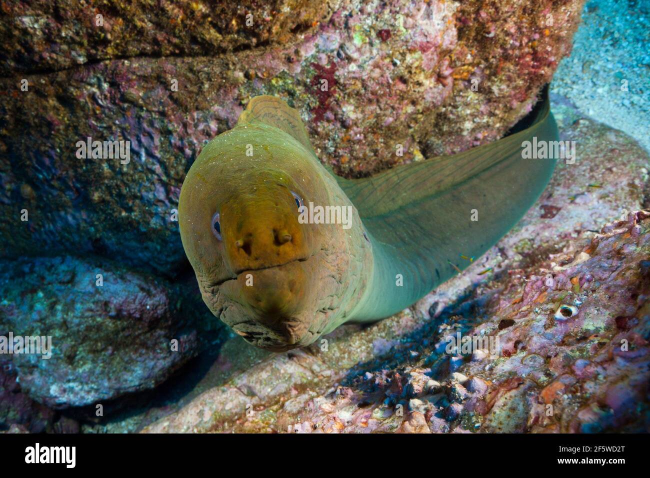 Panamic Green Moray Eel (Gymnothorax castaneus), Socorro, Revillagigedo Islands, Mexico Stock Photo