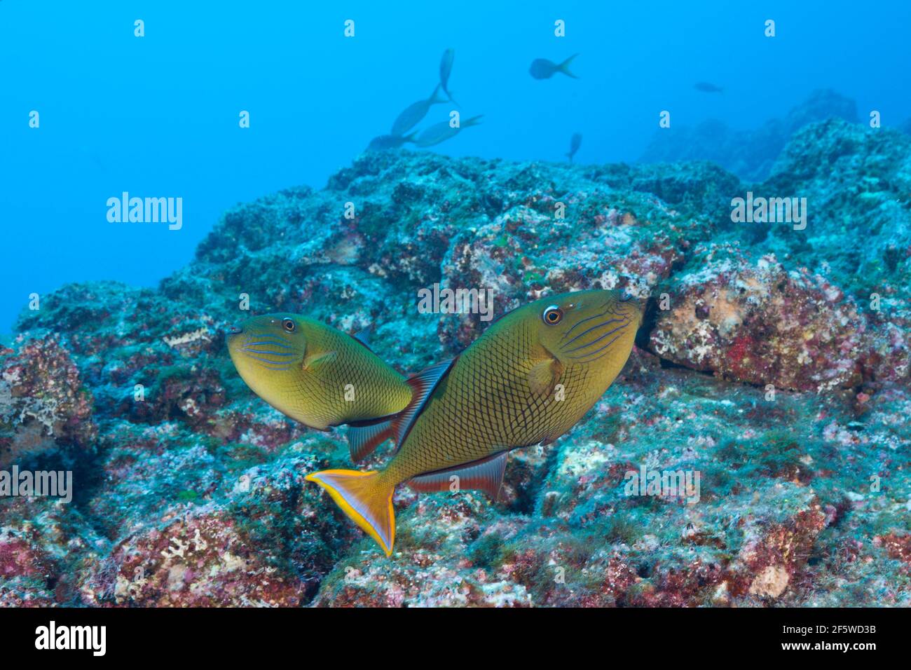 Deep-sea triggerfish, Xanthichthys mento, Socorro, Revillagigedo Islands, Mexico Stock Photo