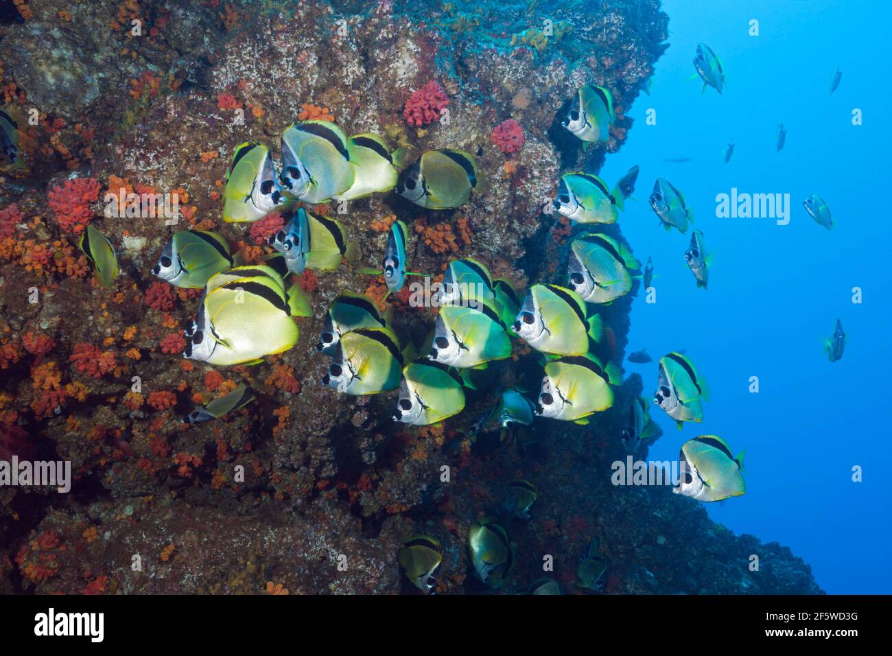 Shoal of Barberfish (Johnrandallia nigrirostris), San Benedicto, Revillagigedo Islands, Mexico Stock Photo