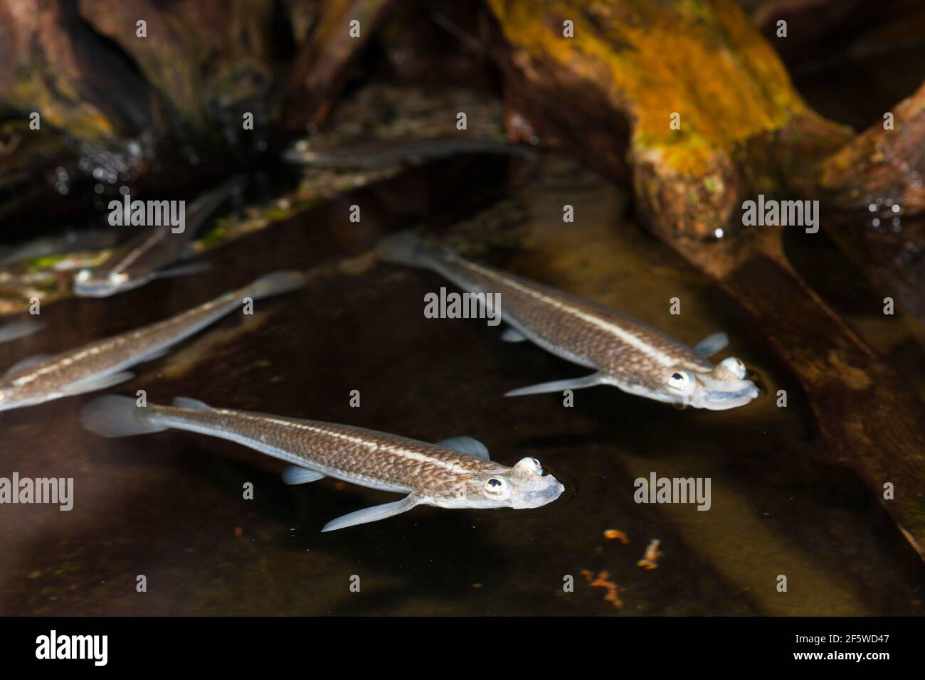 Four-eyed fish (Anableps) anableps, Brazil Stock Photo
