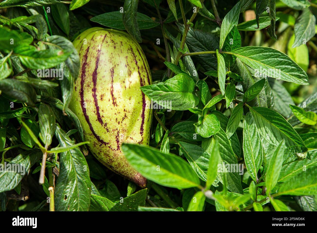 Solanum muricatum tropical exotic fruit from South America Stock Photo