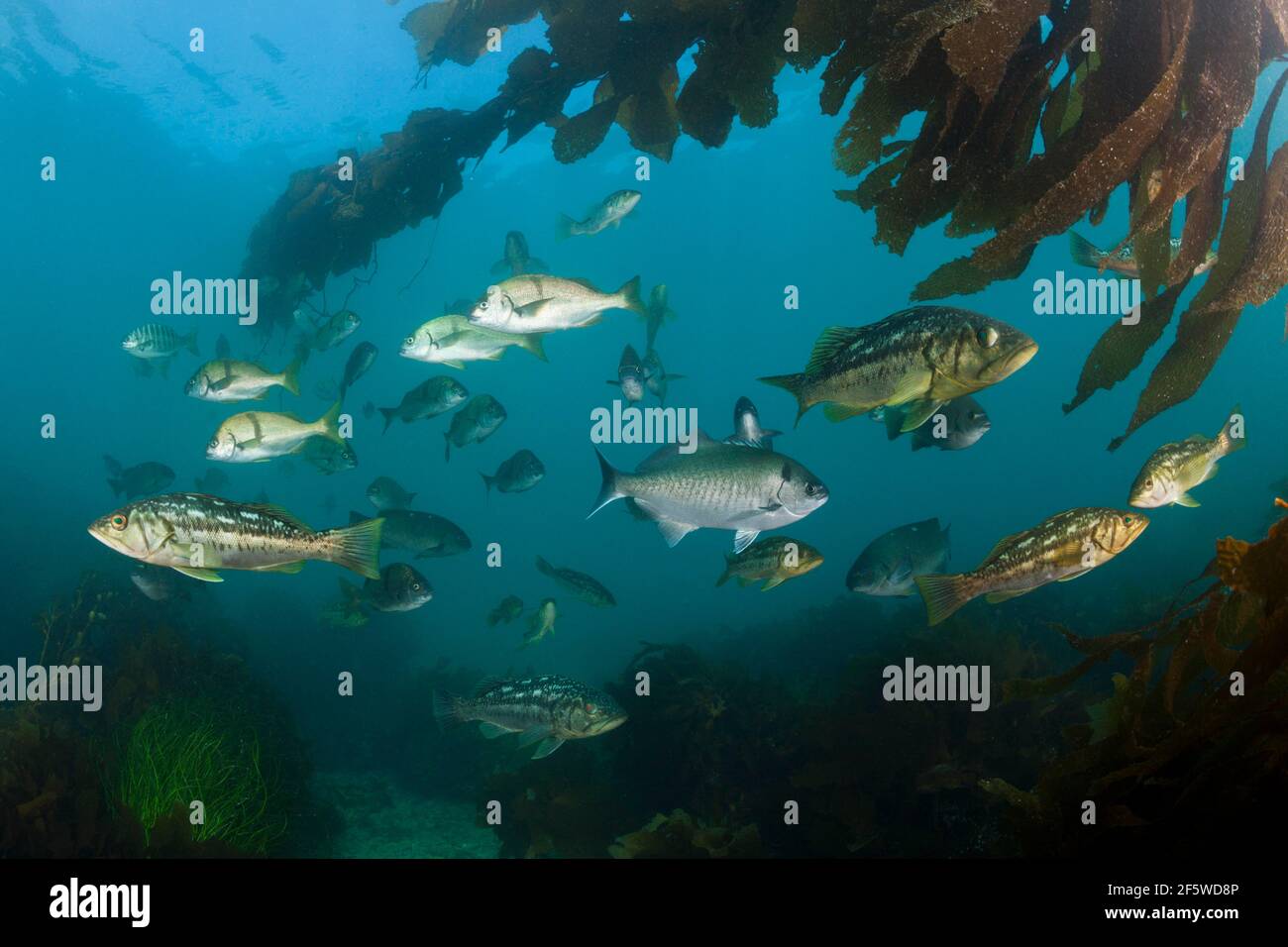 Kelp Bass (Paralabrax clathratus) in Kelp Forest, San Benito Island