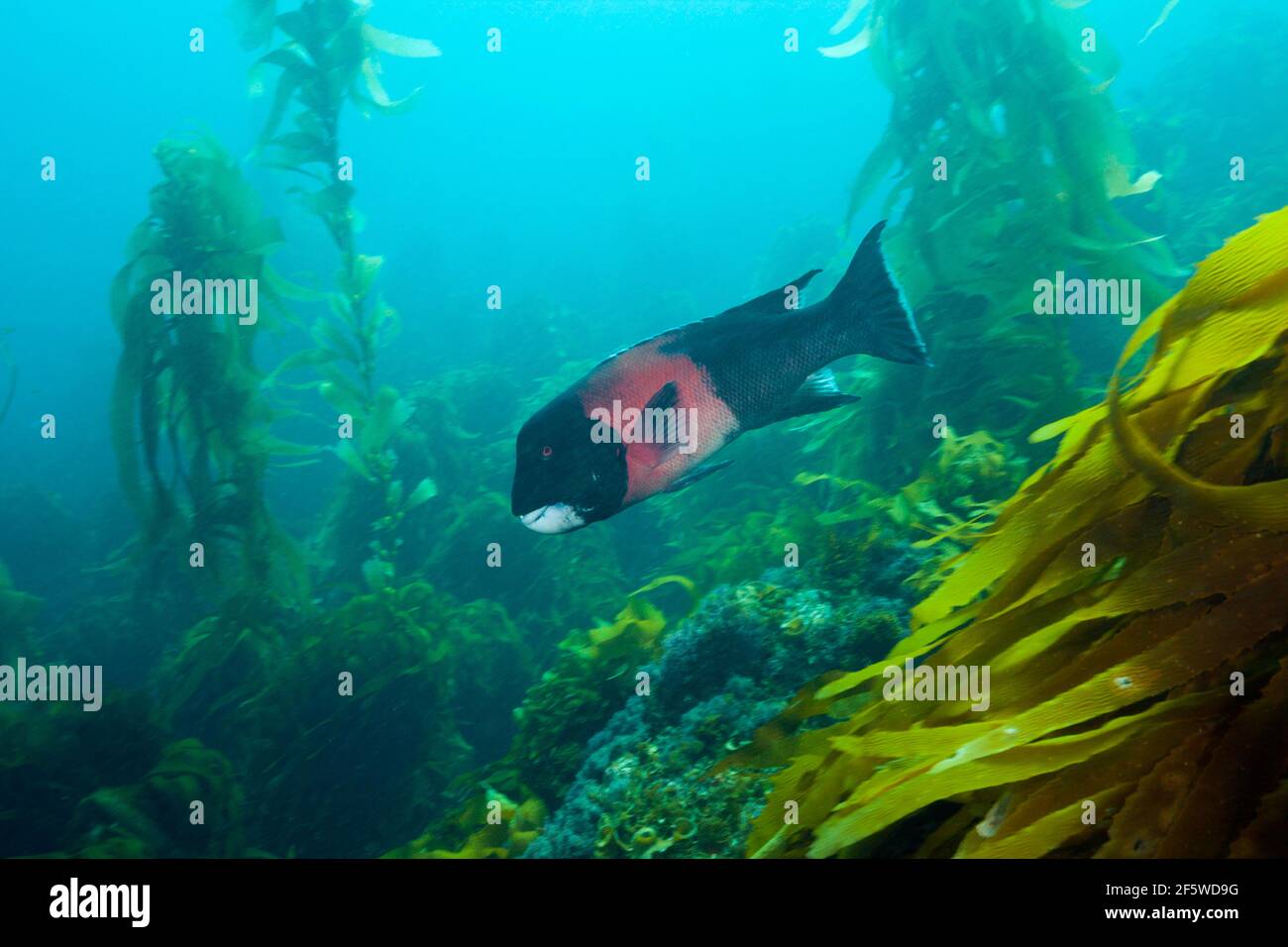 California hogfish, Semicossyphus pulcher, San Benito Island, Mexico Stock Photo