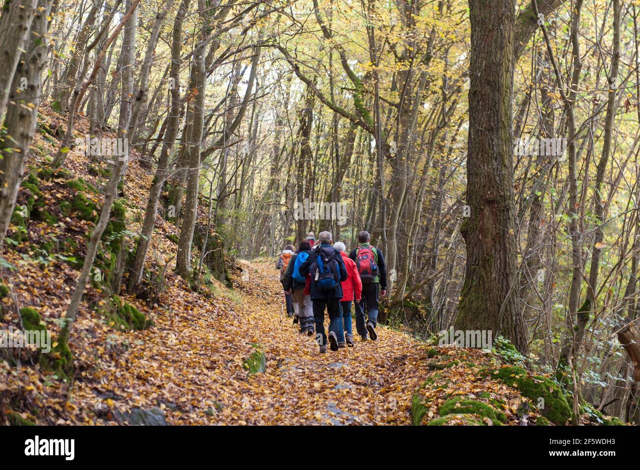 Hiking group, yellow carpet of leaves on hiking trail, foliage colouring, oak-hornbeam forest (Carpinus betulus) in autumn, sessile oak (Quercus Stock Photo