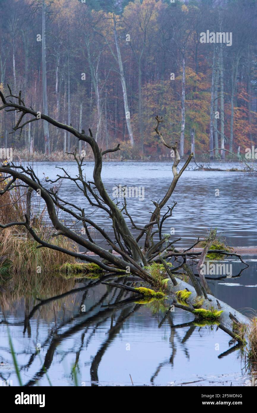Schweingartensee, Serrahn UNESCO World Natural Heritage Site, Mueritz National Park () , Mecklenburg-Western Pomerania, Germany Stock Photo
